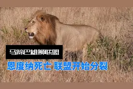 马蹄巴雄狮联盟第2集：传奇首领恩度纳无故死亡，联盟开始分裂！视频封面