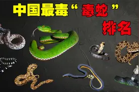 中国最毒“毒蛇”天花板排名五步蛇也只能屈居第3你见过哪几种？