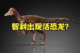 智利疑似出现活恐龙？浑身没有毛发，这是真恐龙还是一场乌龙？视频封面