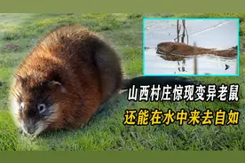 山西村庄惊现变异老鼠，不仅体型巨大，还能在水中来去自如？