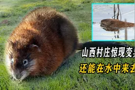 山西村庄惊现变异老鼠，不仅体型巨大，还能在水中来去自如？视频封面