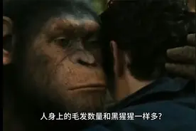 黑猩猩的毛发和我们一样多
