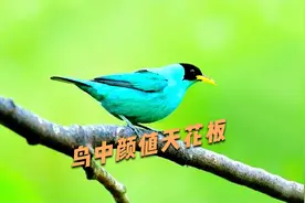 清一色的绿色小鸟集合啦！鸟中颜值天花板，绿如碧玉各有风采