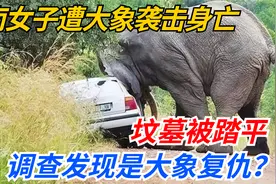 云南女子遭大象袭击身亡，坟墓被踏平，调查发现是大象复仇？视频封面