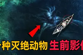 十大已灭绝动物生前的珍贵影像，斑驴排第二，最后一名令人惋惜视频封面