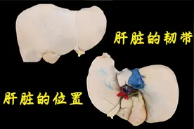 肝脏的位置、韧带