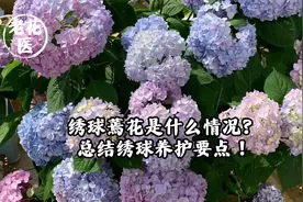 绣球蔫花是什么情况？总结绣球养护要点！视频封面