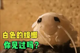 白色的蟑螂你见过吗？蟑螂蜕壳：换新皮肤后居然变好看了视频封面