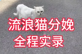 流浪猫分娩全程实录视频封面
