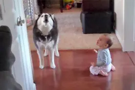 野鸭飞到9楼产蛋，孵出小鸭子后却直接跳楼，背后原因让人感动视频封面