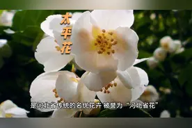 河北省花——太平花