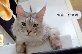 缅因猫都是这么粘人吗？