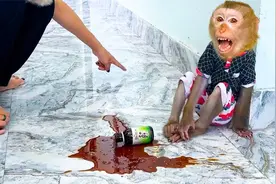 猴子卡卡的遗憾李琰止咳糖浆的故事