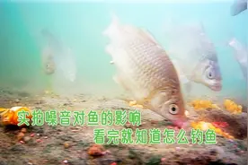 噪音对鱼影响有多大？高清相机水下实拍，看完就知道该怎么钓鱼了视频封面