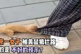 北京一女子被黄鼠狼拦路，咬住裤腿不松口，真的是不好的预示？视频封面
