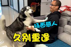 狗狗和干爹分别8个月，久别重逢后狗狗激动得哇哇大哭，场面感人视频封面