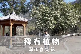 深山含笑花，只长在南方的深山里，花朵大香味浓非常少见视频封面