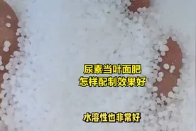 尿素当叶面肥，怎样配制效果好视频封面