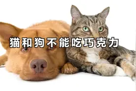 猫和狗不能吃巧克力@西瓜知识