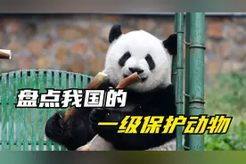 盘点我国熟悉的一级保护动物，你知道有哪些吗