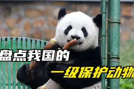 盘点我国熟悉的一级保护动物，你知道有哪些吗视频封面