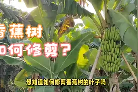 如何修剪香蕉树的叶子视频封面
