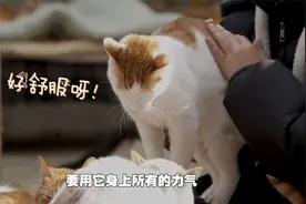 南京撸猫胜地救助2000多只流浪猫“点菜式”撸猫 宠爱不重样