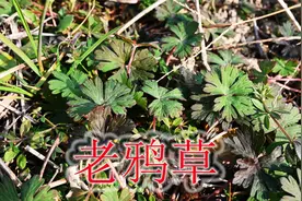 救荒本草记载“野老鹳草”，植物号称“祛湿草”，煮水泡脚知道吗视频封面
