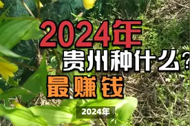 2024年，适合贵州山区种植的中药材，你了解几种？视频封面