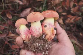 一锅见手青炖鸡加一碗糊辣子蘸水