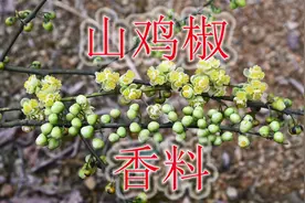 山鸡椒是香料植物，平常做菜或当花茶，有哪些好处了解吗？视频封面