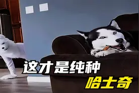 2分钟告诉你，如何辨认纯种哈士奇，别名二哈全名西伯利亚雪橇犬视频封面