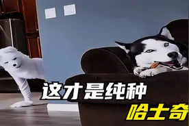 2分钟告诉你，如何辨认纯种哈士奇，别名二哈全名西伯利亚雪橇犬视频封面
