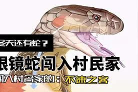 冬天有蛇吗？ 一条眼镜蛇闯入福清一村民家。 它们不需要冬眠吗？视频封面