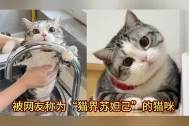 全网颜值最高的起司猫小红子，拥有苏妲己外号，还有一颗美人痣