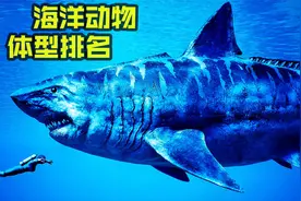 盘点史上最大的海洋动物，巨齿鲨排不进前十，蓝鲸实至名归