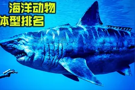 盘点史上最大的海洋动物，巨齿鲨排不进前十，蓝鲸实至名归