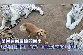 全网后台最硬的金毛，养大5只老虎，金毛：有事找我不争气的儿子视频封面