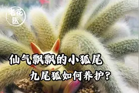 仙气飘飘的小狐尾，九尾狐如何养护？视频封面
