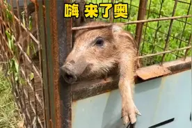 小野猪拿来养一年到底能长多大视频封面