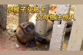 小猴子贪玩头被卡住，父母全程在帮倒忙，好在最后结局圆满视频封面