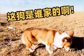 男子自驾西藏无人区，却意外捡到一只柯基犬，这狗是谁家的啊！视频封面