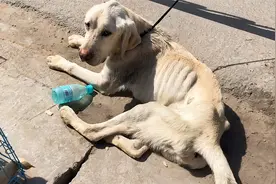 别墅区没人居住的院子里，关着一只拉布拉多犬，全身瘦得皮包骨头视频封面