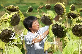 向日葵太美，葵花籽太香，阿嬷香卤日晒盐炒传统五香瓜子视频封面