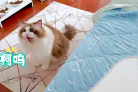 布偶猫就是乖！又是骗猫猫叫的一天！