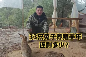 33只兔子放在山里养殖半年，还剩下4只兔子，还生了一群小兔子！视频封面
