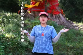亚洲金丝楠木竟然被我在贵州发现 一根树枝都能换一辆豪华轿车视频封面
