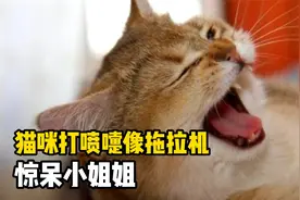 超级搞笑，猫咪打喷嚏像拖拉机，惊呆小姐姐！视频封面