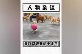 小金毛被主人无情踢飞饭盆，果然是可怜之狗必有可恨之处？！视频封面