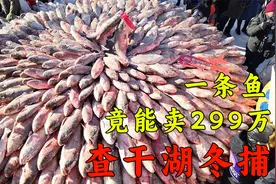 开眼了！一条鱼竟能卖到300万，壮观的查干湖冬捕!视频封面